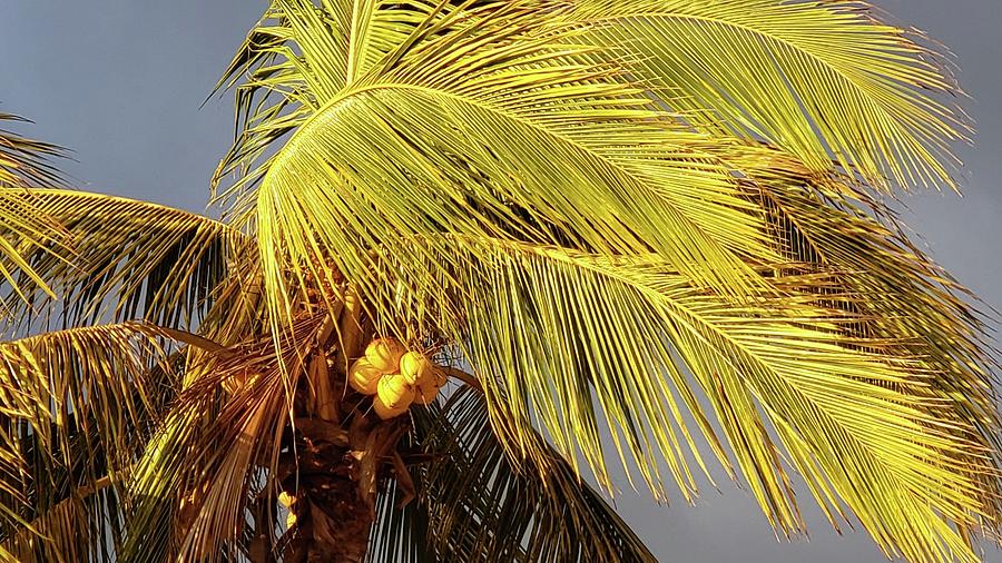 Sunlit Coconuts Photograph by Rosanne Licciardi