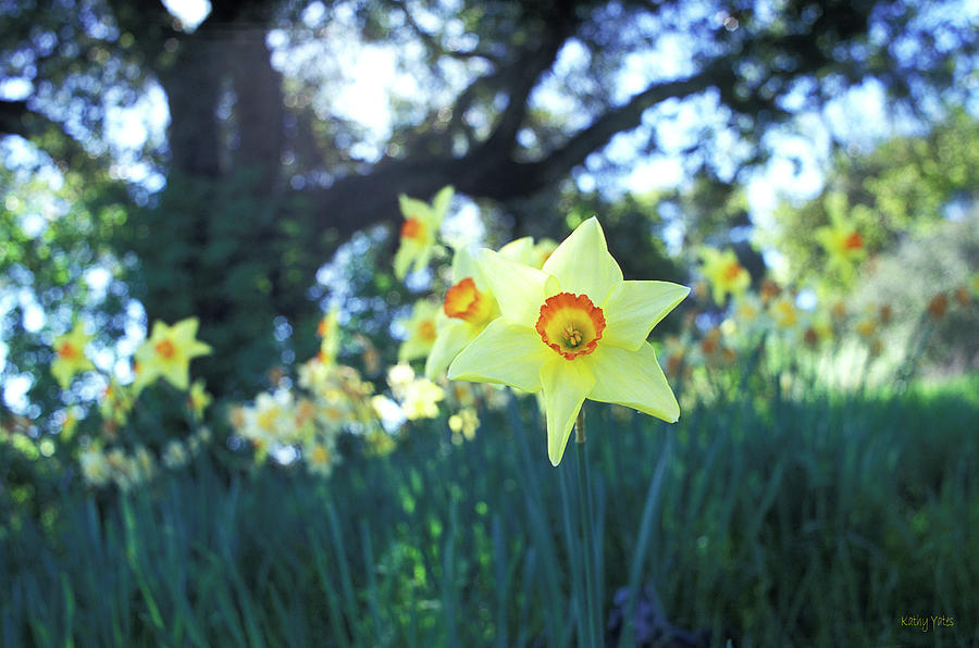 Sunlit Daffodil And The Oak Photograph