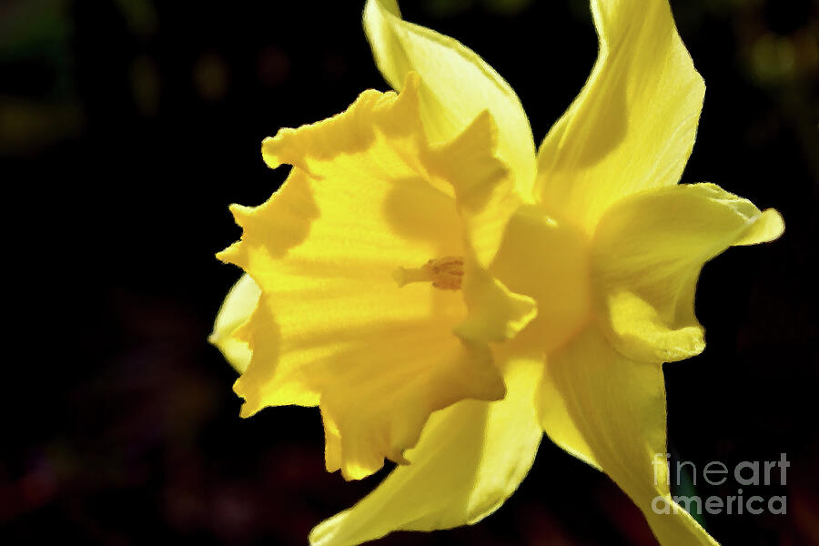Sunlit Daffodil Photograph by Yvonne Johnstone