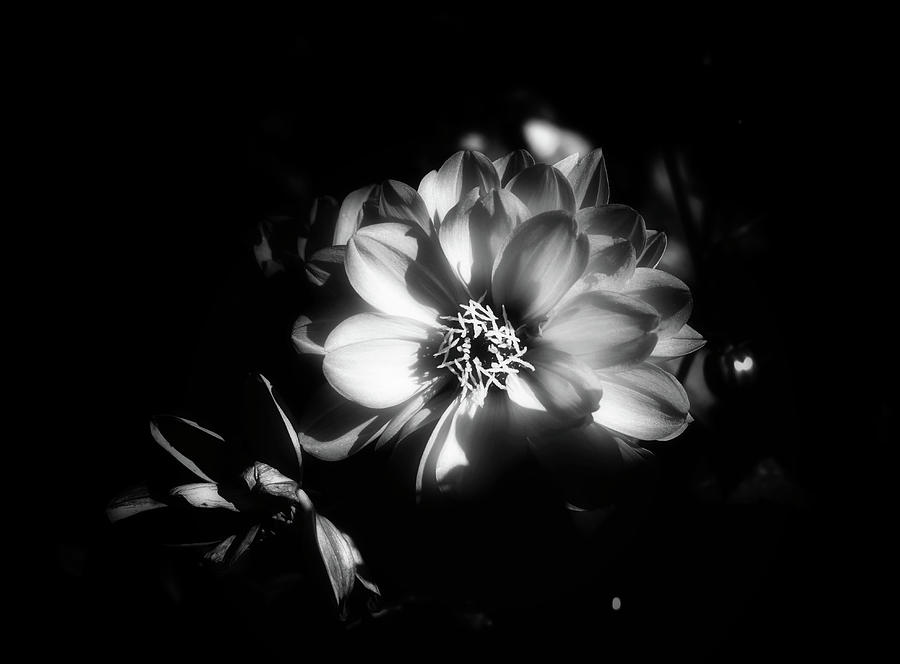 Sunlit Dahlia In Black and White Photograph by James DeFazio