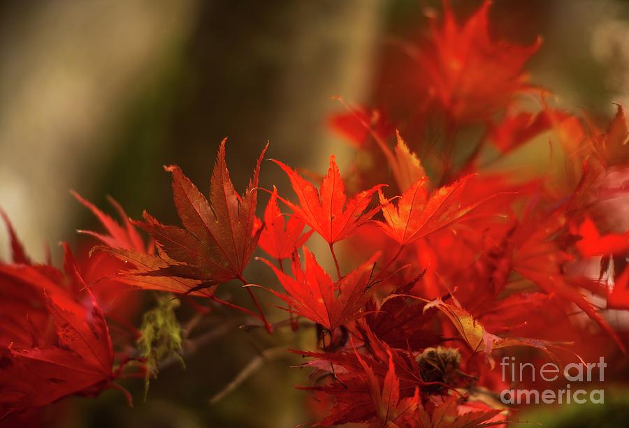 Sunlit Fall Colors Leaves Photograph by Mike Reid