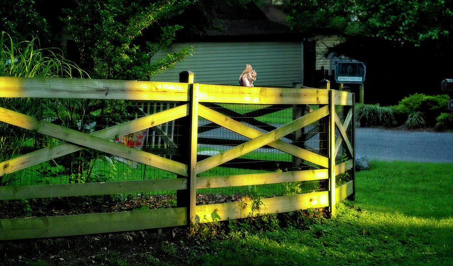 Sunlit Fence And Squirrel Photograph by Brian Wallace