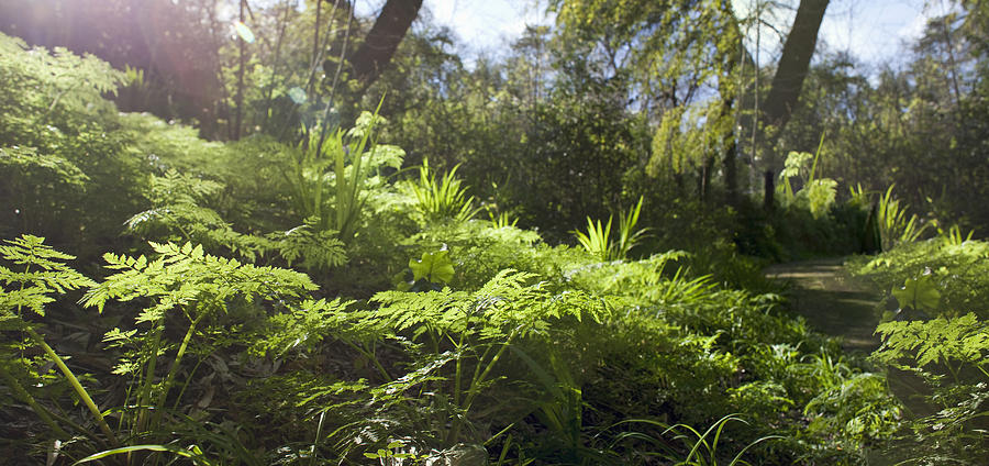 Sunlit Fern, Panoramic Image Photograph by Kathrin Ziegler