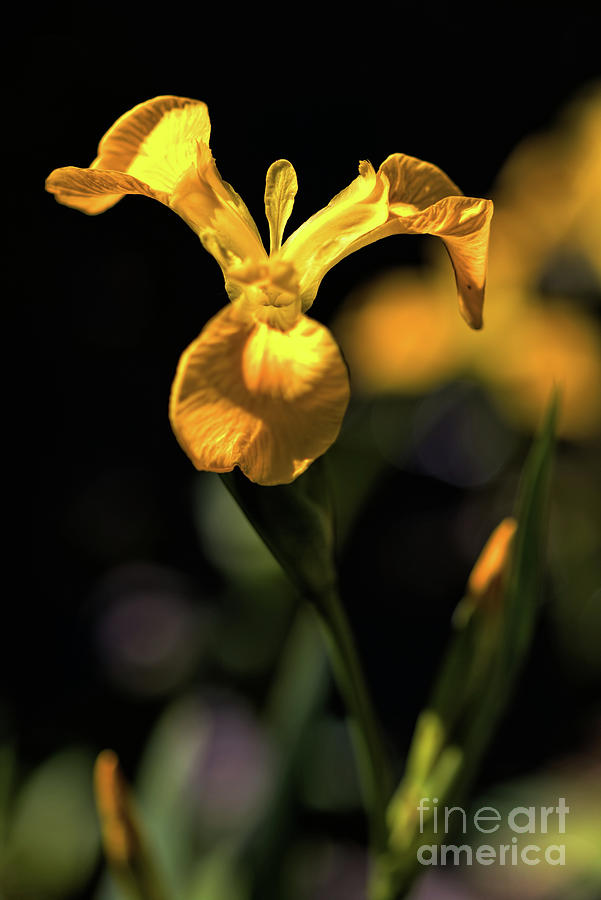 Sunlit Flag Iris Photograph