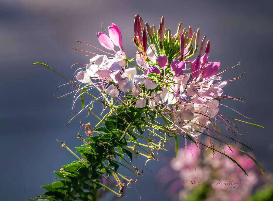 Sunlit Flower Photograph by Ed Peterson Sunlit Flower Photograph by Ed Peterson