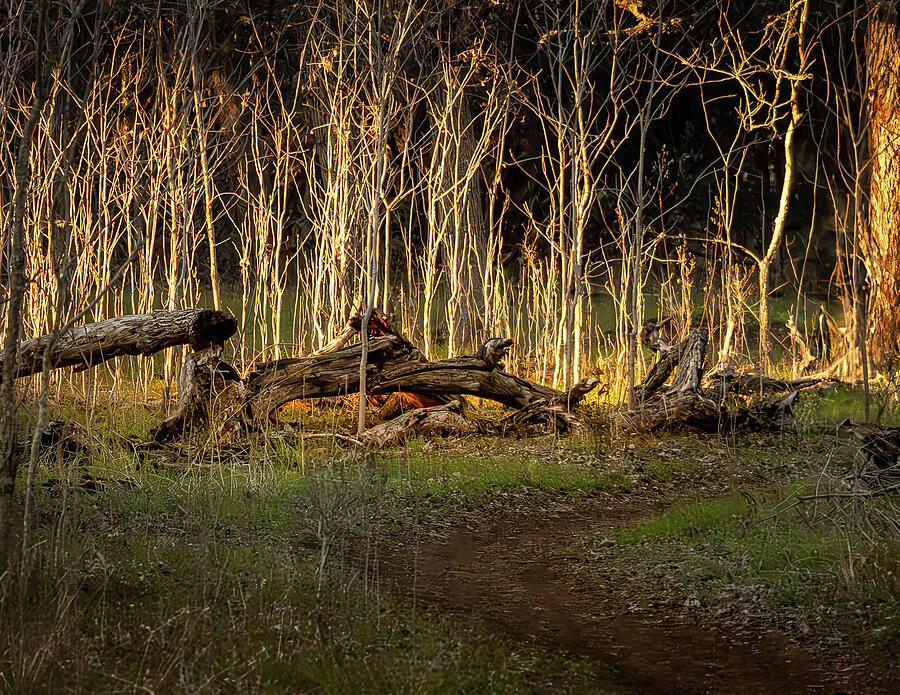 Golden Hour Forest Path - Austin Greenbelt Landscape Photography Print Photograph by Brigitte Blanchette Thompson Golden Hour Forest Path - Austin Greenbelt Landscape Photography Print Photograph by Brigitte Blanchette Thompson