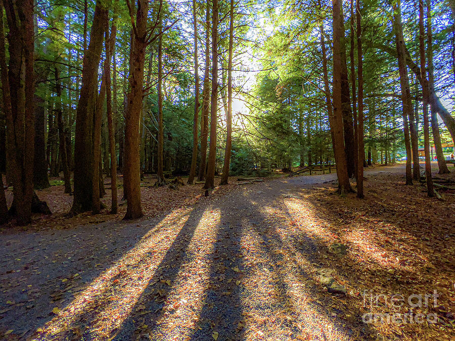 Sunlit Forest Path in Shallow Falls State Park Photograph by UA-Visions Sunlit Forest Path in Shallow Falls State Park Photograph by UA-Visions