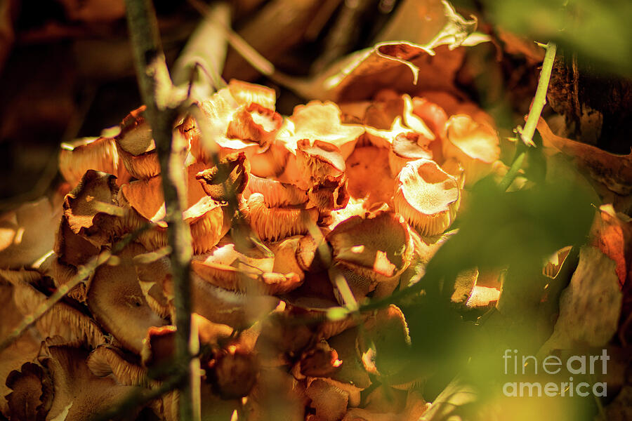 Sunlit Fungi Whispers Photograph by Brigitte Blanchette Thompson Sunlit Fungi Whispers Photograph by Brigitte Blanchette Thompson