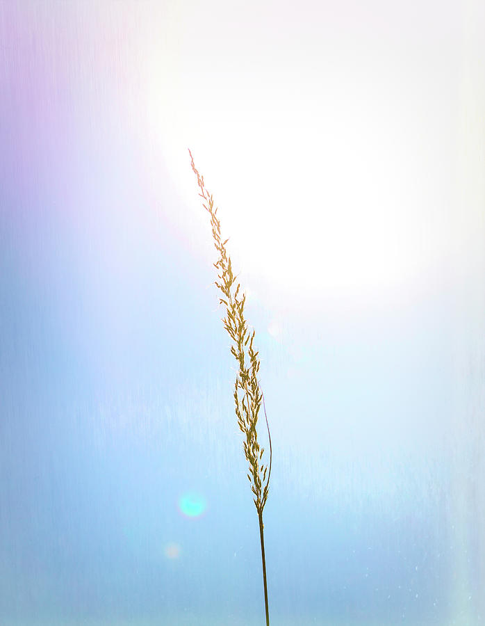 Sunlit Grain Photograph by Dan Sproul