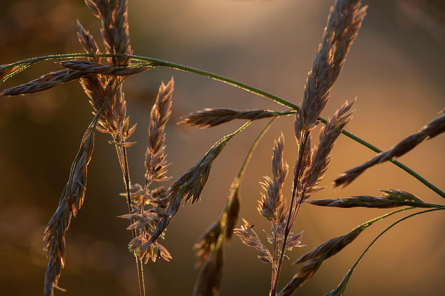 Sunlit Grass Photograph by Robert Potts
