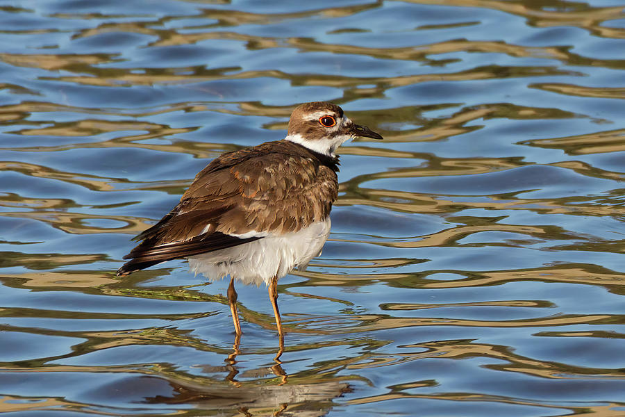 Sunlit Killdeer in Rippling Reflections  Photograph by Kathleen Bishop