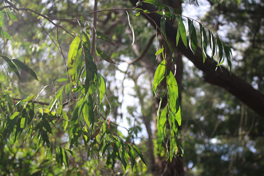 Sunlit Leaves Photograph