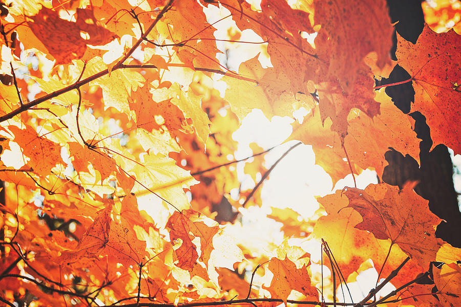 Sunlit Leaves Photograph