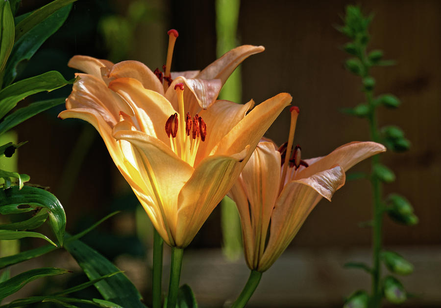 Sunlit Lilies Photograph by Jeff Townsend