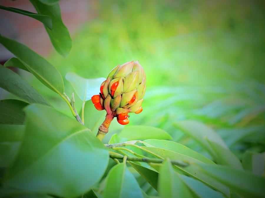 Sunlit Magnolia Fruit  Photograph by Alida M Haslett