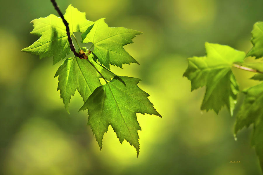 Sunlit Maple Leaves In Spring Photograph by Christina Rollo