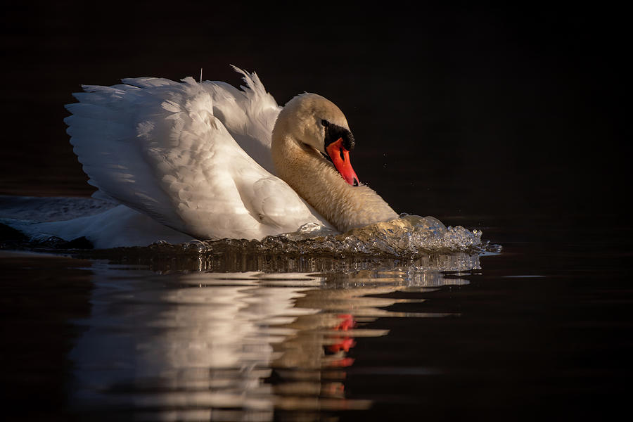Sunlit Mute Swan Photograph by Robert J Wagner