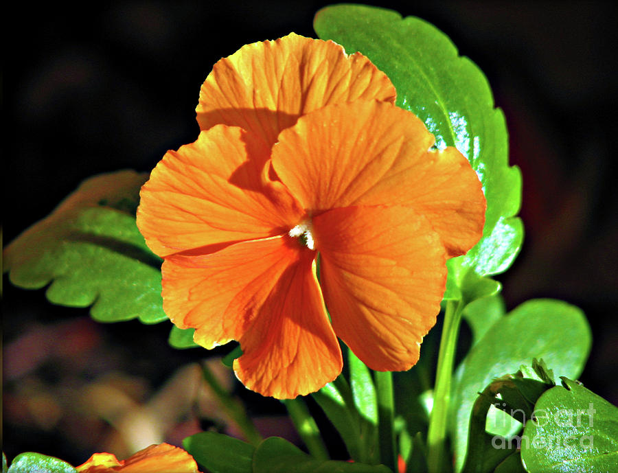 Summer Photograph - Sunlit Orange Pansy by Kathryn Jones