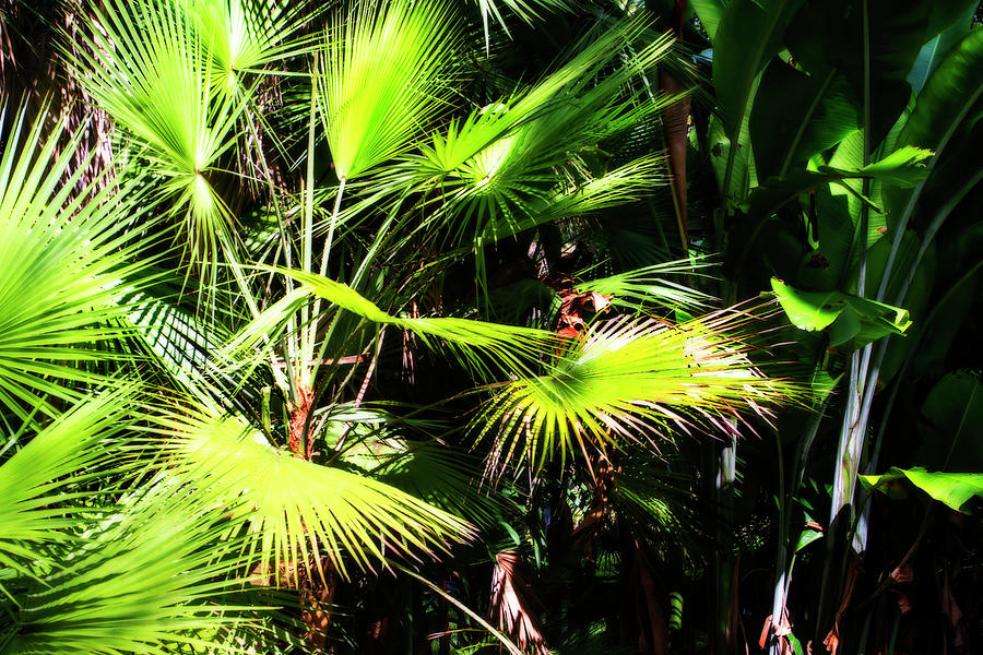 Sunlit Palms -2 Photograph by Alan Hausenflock