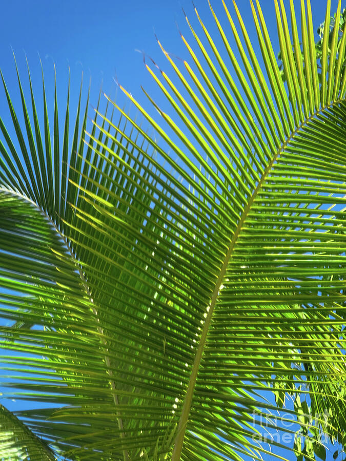 Lush Palm Leaves Against Blue Sky Photograph - Sunlit Palms Against Blue Skies of Tulum by Leslie Brashear