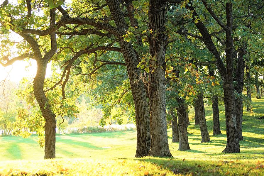 Sunlit Park Photograph by Alina Laughlin - Fine Art America