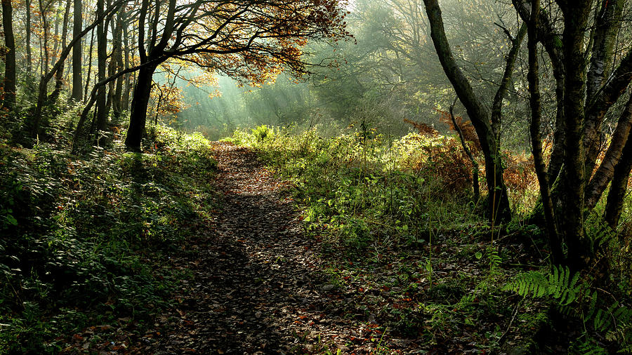 Sunlit Path #1 Photograph by John Cox - Fine Art America