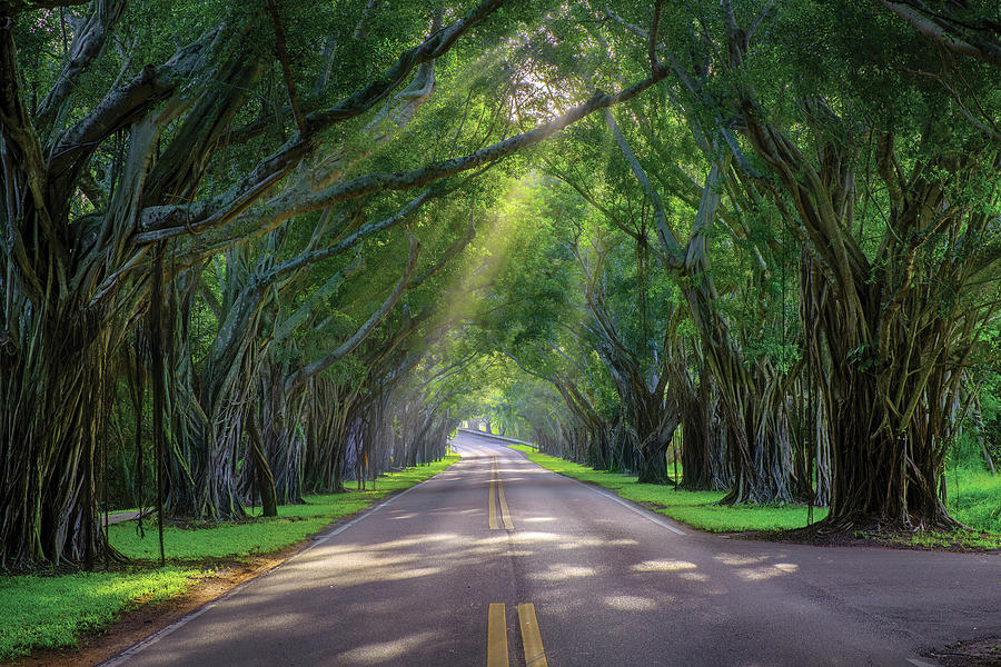 Sunlit Pathways Discovering the Beauty of Bridge Road in Hobe So Photograph by Kim Seng