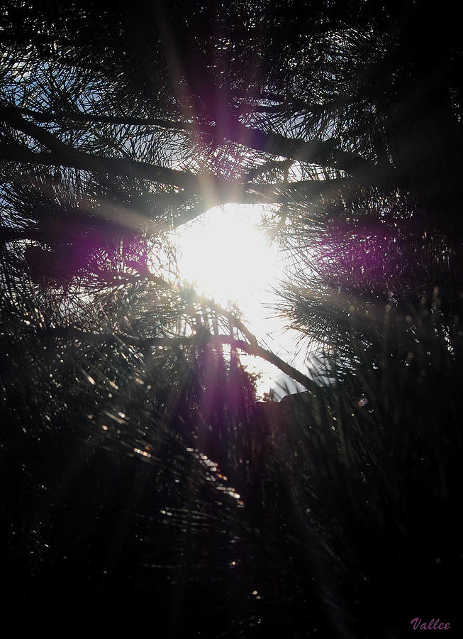 Sunlit Pine Photograph by Vallee Johnson