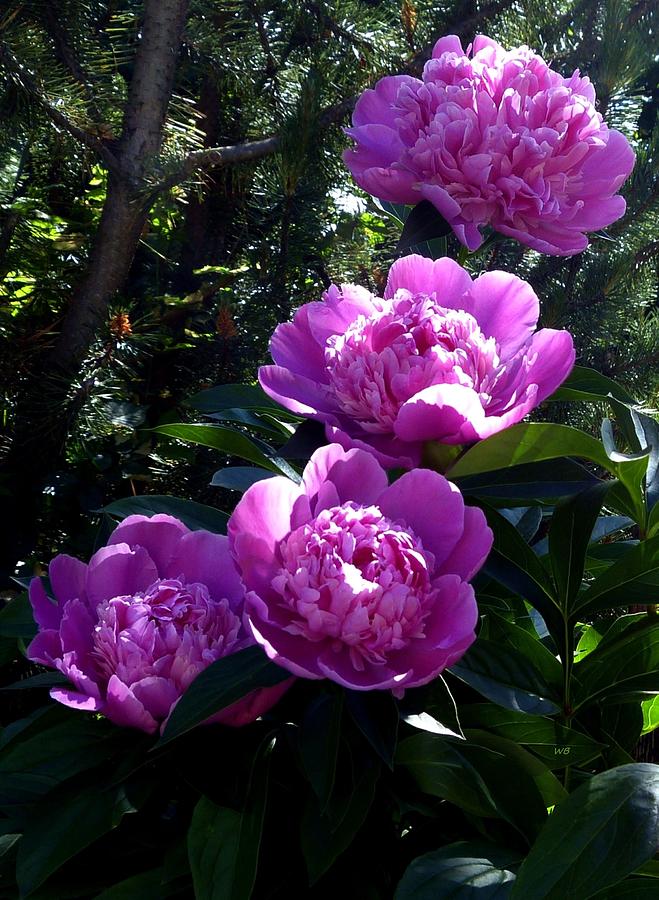 Sunlit Pink Peonies Photograph by Will Borden