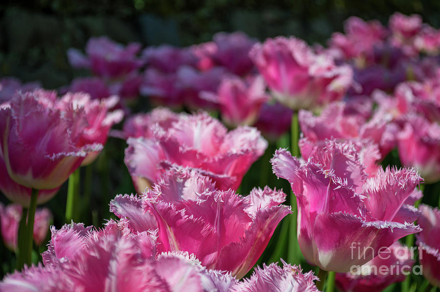 Sunlit Pink Tulip Flowers, Floralia, Belgium Photograph
