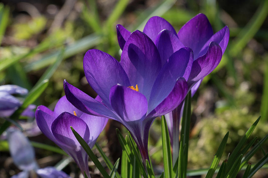 Flower Photograph - Sunlit purple crocus flowers, Crocus tommasinianus, blooming in the Spring sunshine by Jackie Tweddle