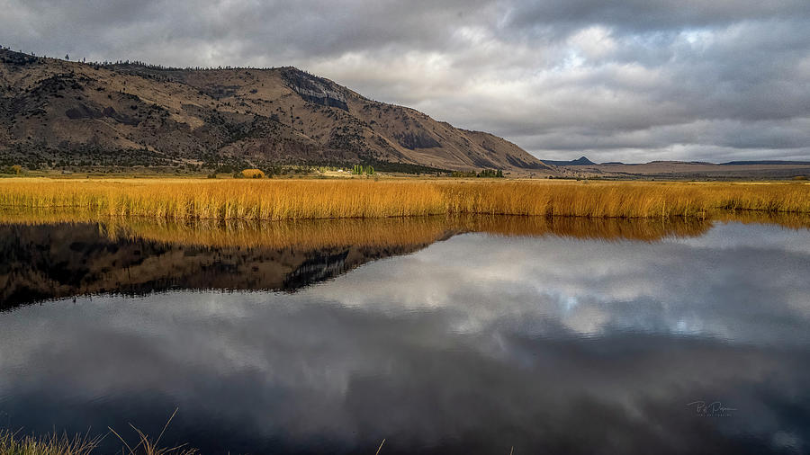 Sunlit reeds Photograph by Bill Posner