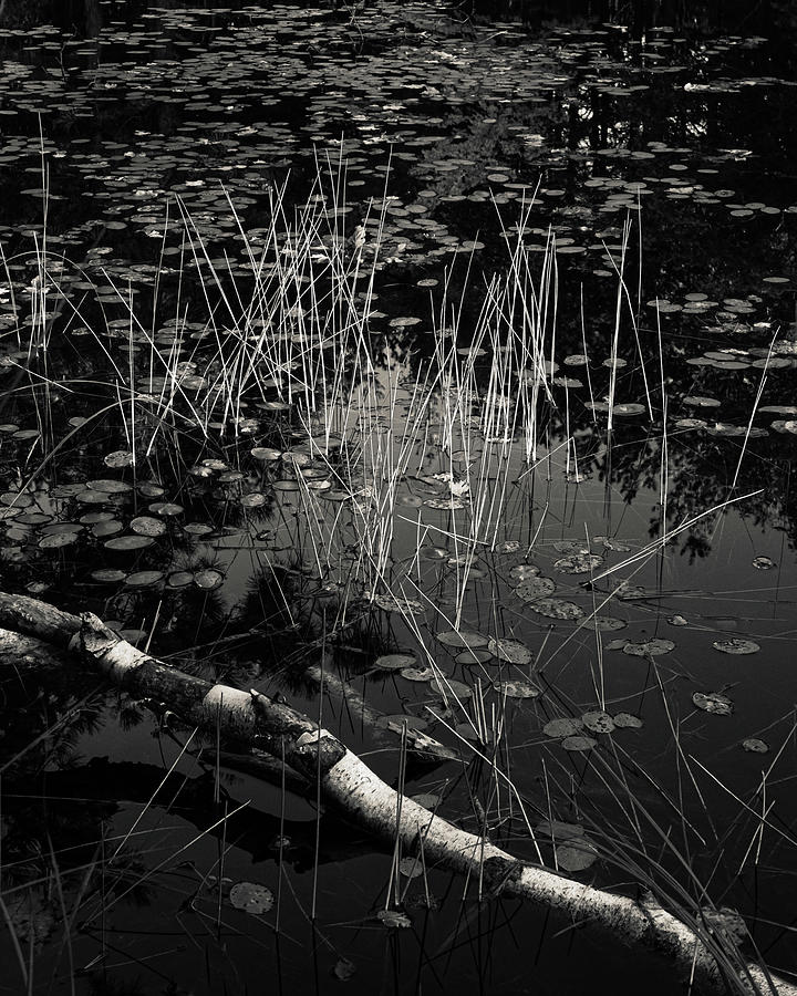 Sunlit Reeds Photograph by Joseph Smith