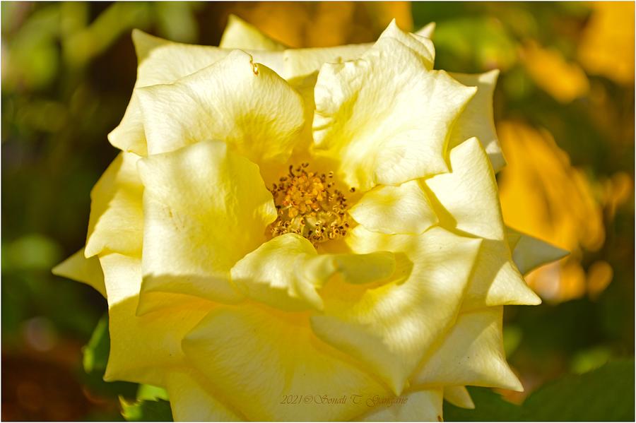 Sunlit Rose Photograph by Sonali Gangane