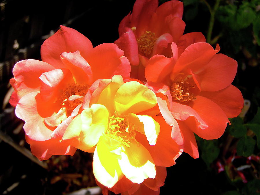 Sunlit Roses Photograph by Stephanie Moore