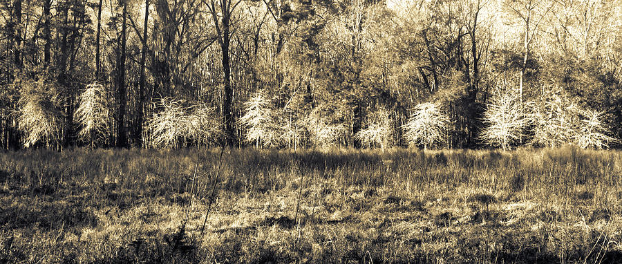 Sunlit South Carolina  Forest Photograph by Norma Brandsberg