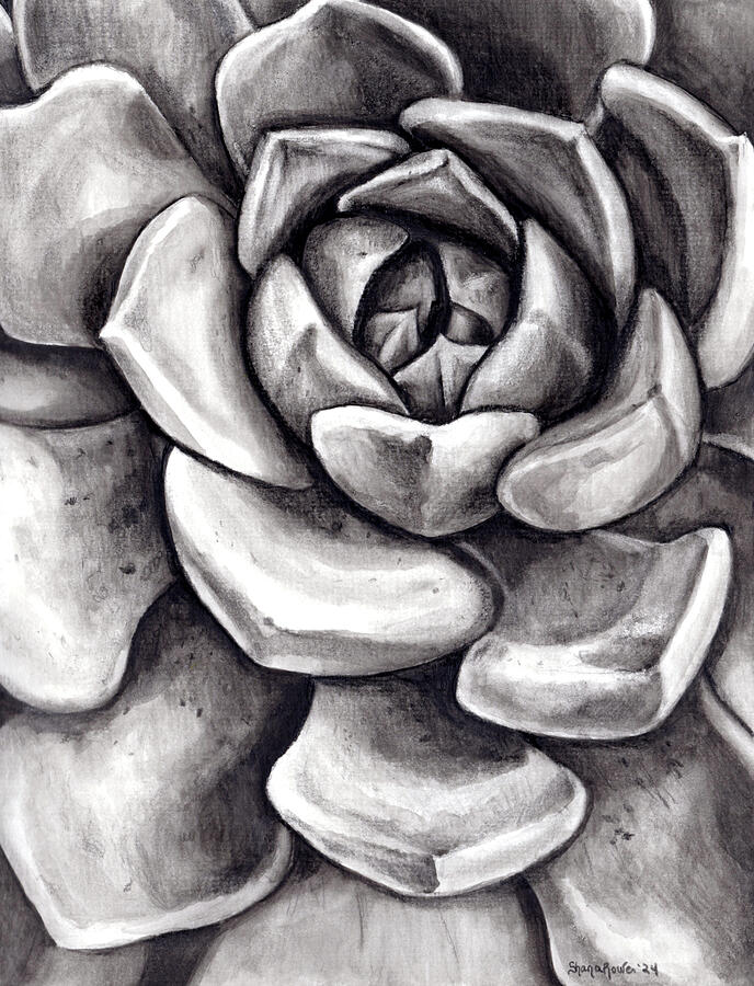 Black And White Drawing - Sunlit Succulent by Shana Rowe Jackson