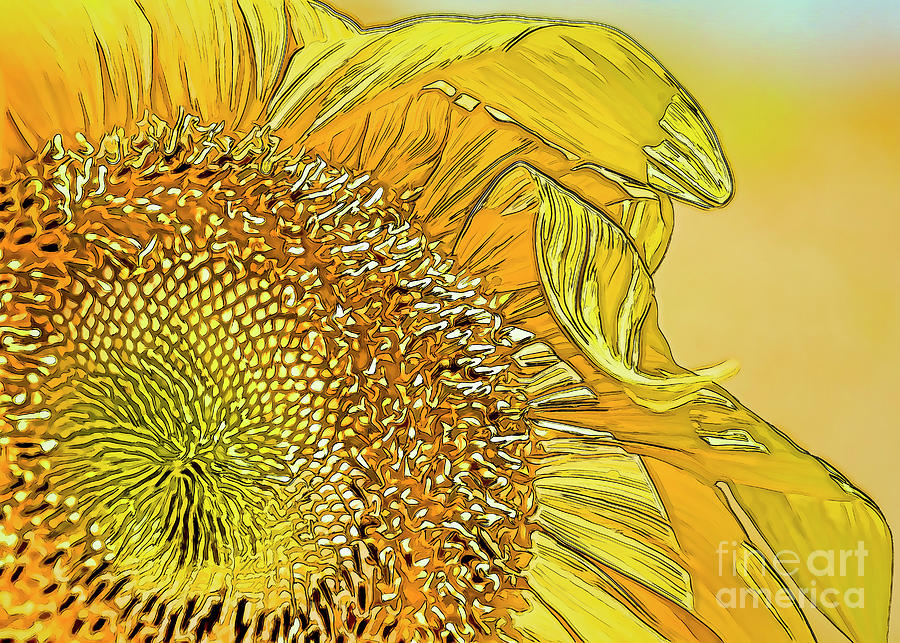 Sunlit Sunflower Photograph by Janice Pariza