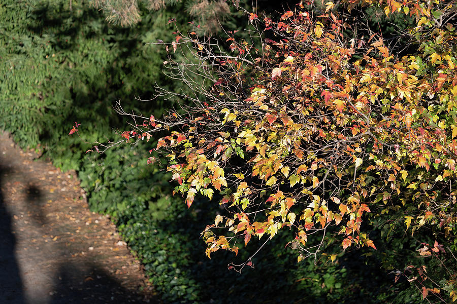 Sunlit Tree Twigs With Autumn Leaves Photograph by Artur Bogacki