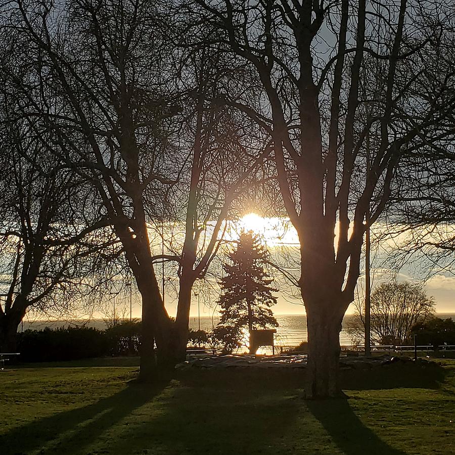 Sunlit Trees Photograph by Lori Auriemma - Fine Art America