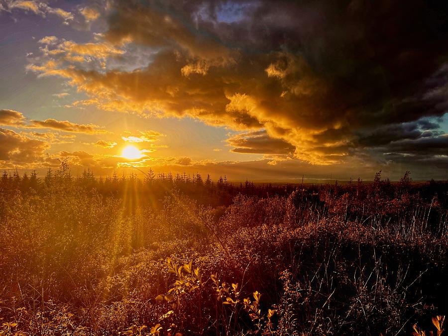 Sunlit Trees Photograph by Six Months Of Walking - Fine Art America