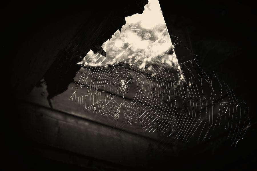Black And White Photograph - Sunlit Web by Matthew Adelman Black And White Photograph - Sunlit Web by Matthew Adelman