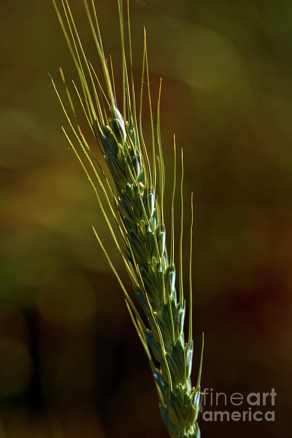 Sunlit Wheat Photograph