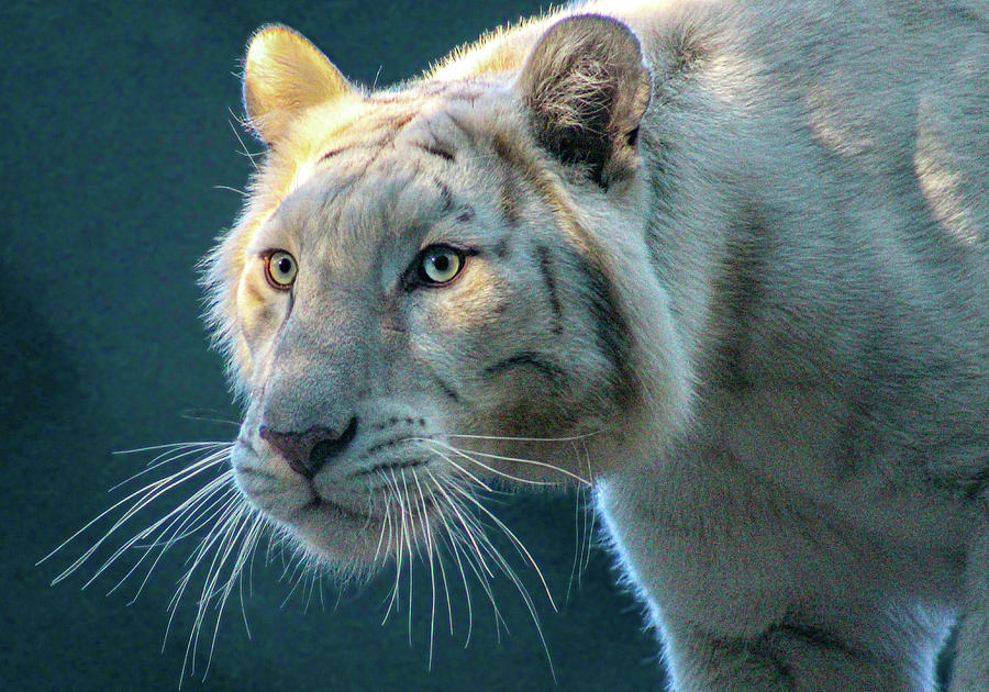 Sunlit White Tiger Photograph by Gary Cox - Fine Art America