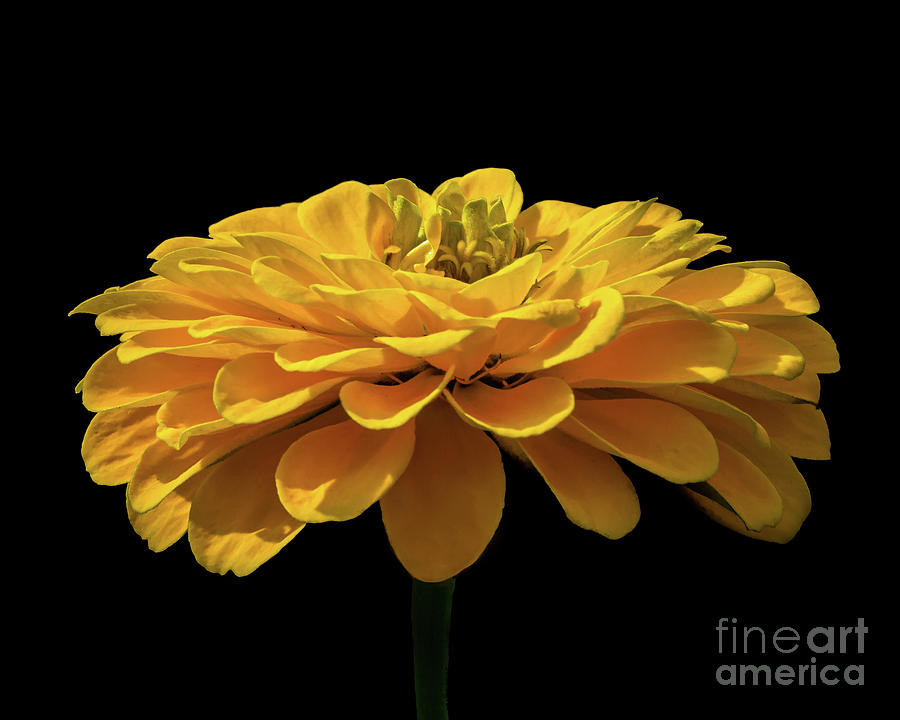 Nature Photograph - Sunlit Yellow Flower by Mark Ali