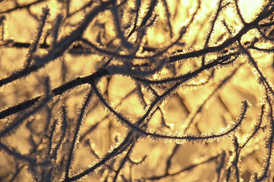 Sunlite HoarFrost Photograph by Brook Burling