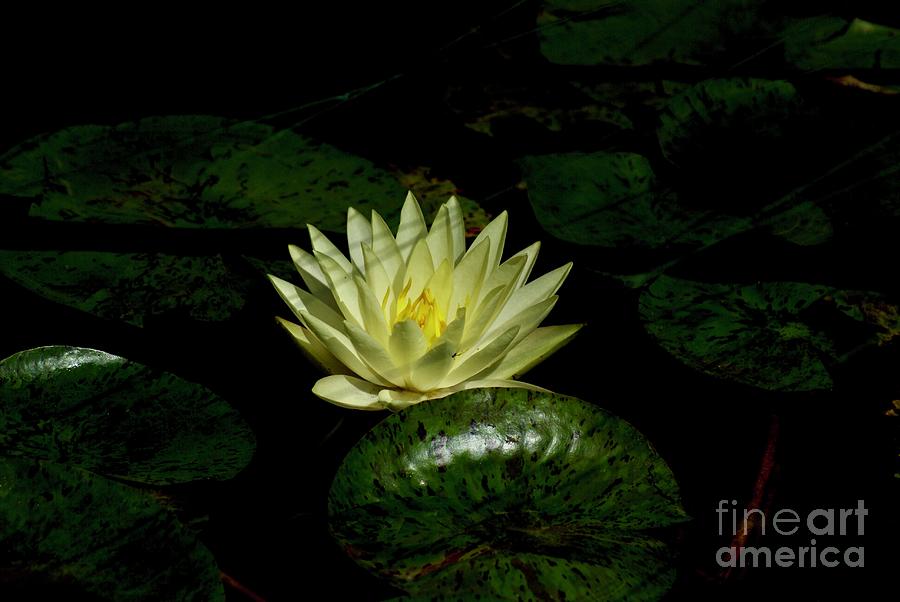 Sunlite Water Lily Photograph by Margie Avellino