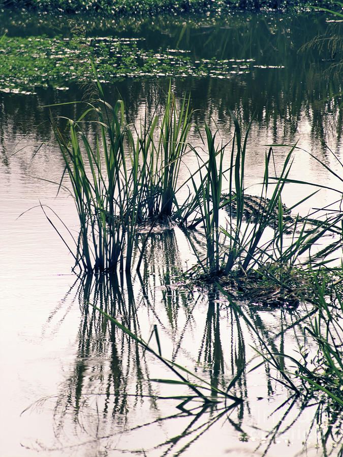 Sunning Alligator II Photograph by Theresa Fairchild