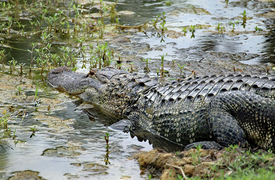 Sunning Alligator on Edge of Pond Photograph by David T Wilkinson