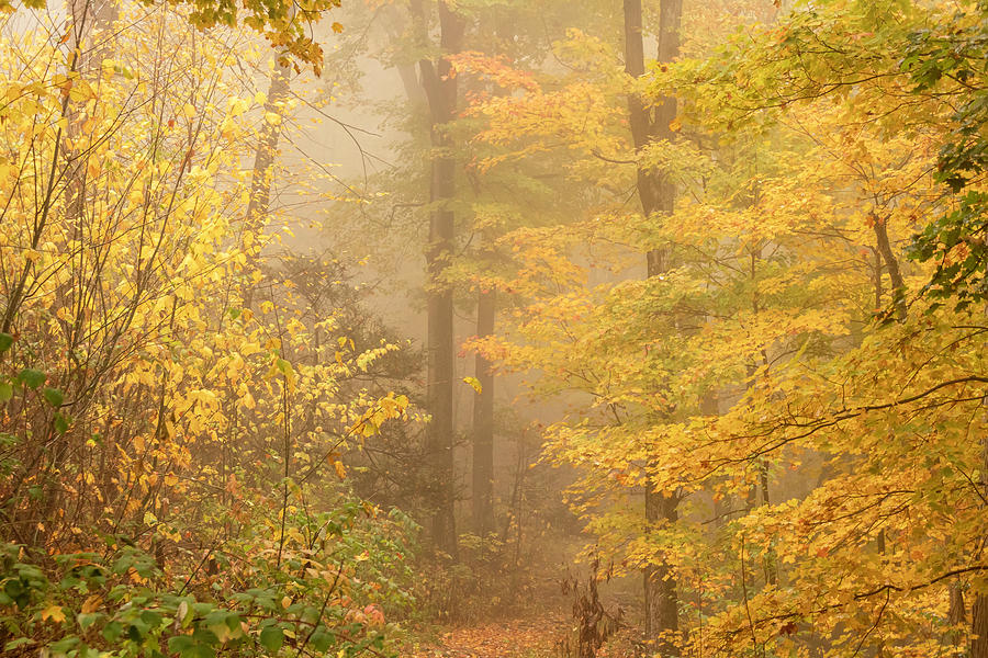 Stunning Autumn Forest in the Fog Photograph by Auden Johnson